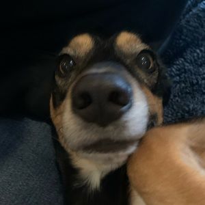 Meet your Posher, Arrow